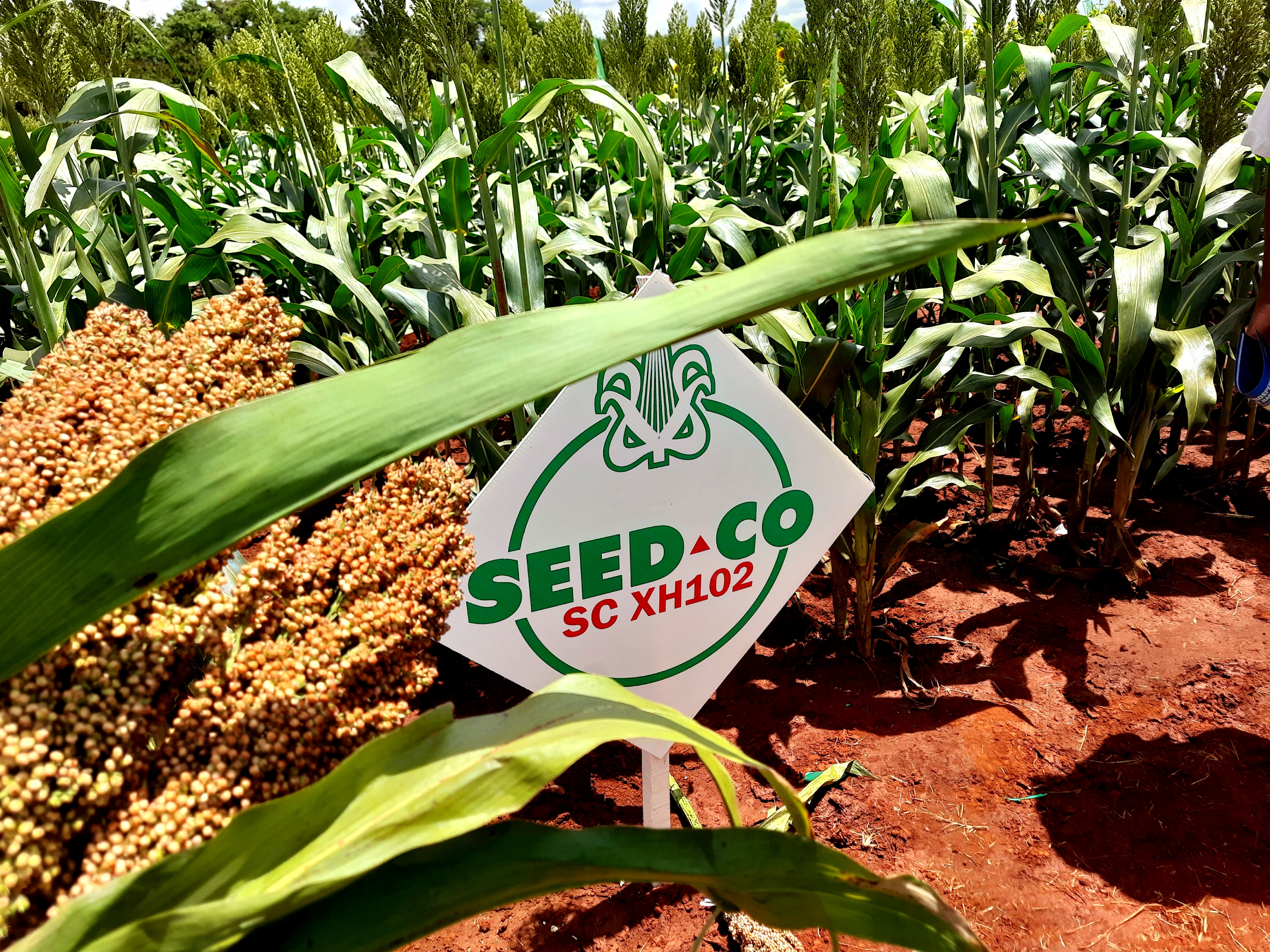 New Sorghum Variety