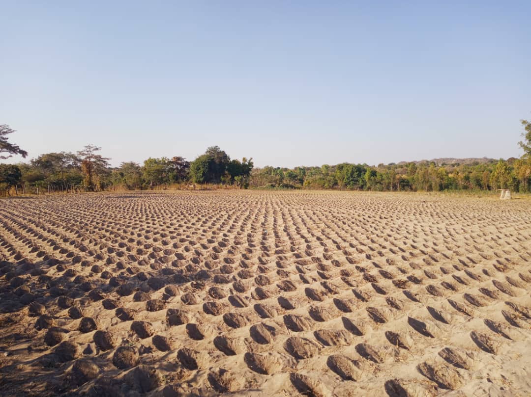 conservation agriculture