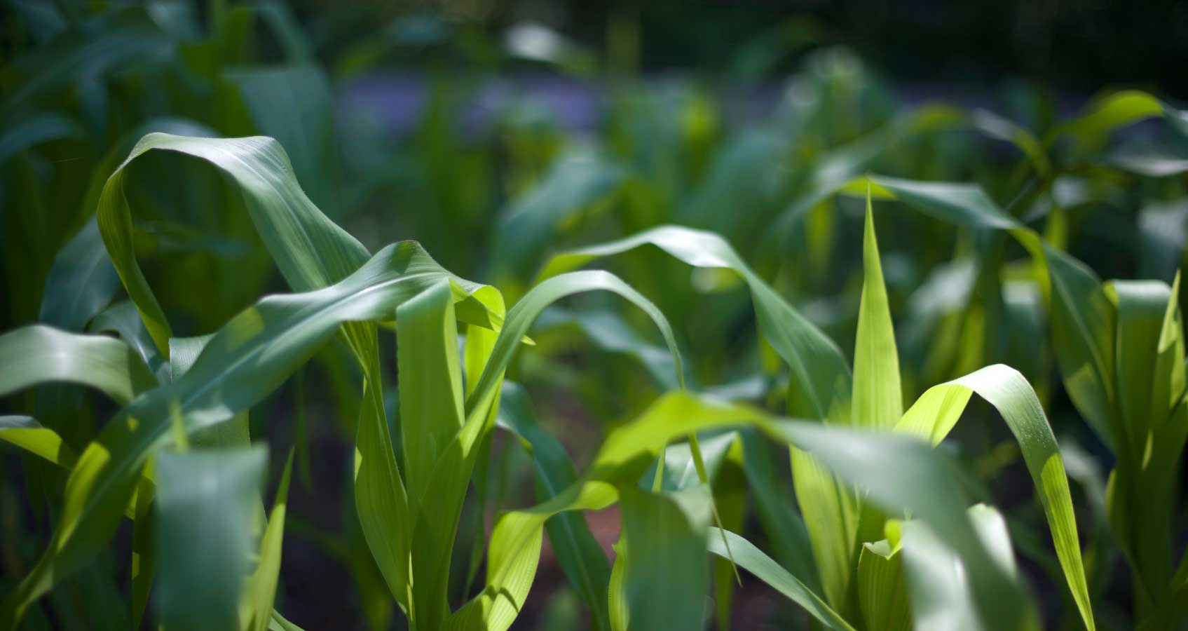maize