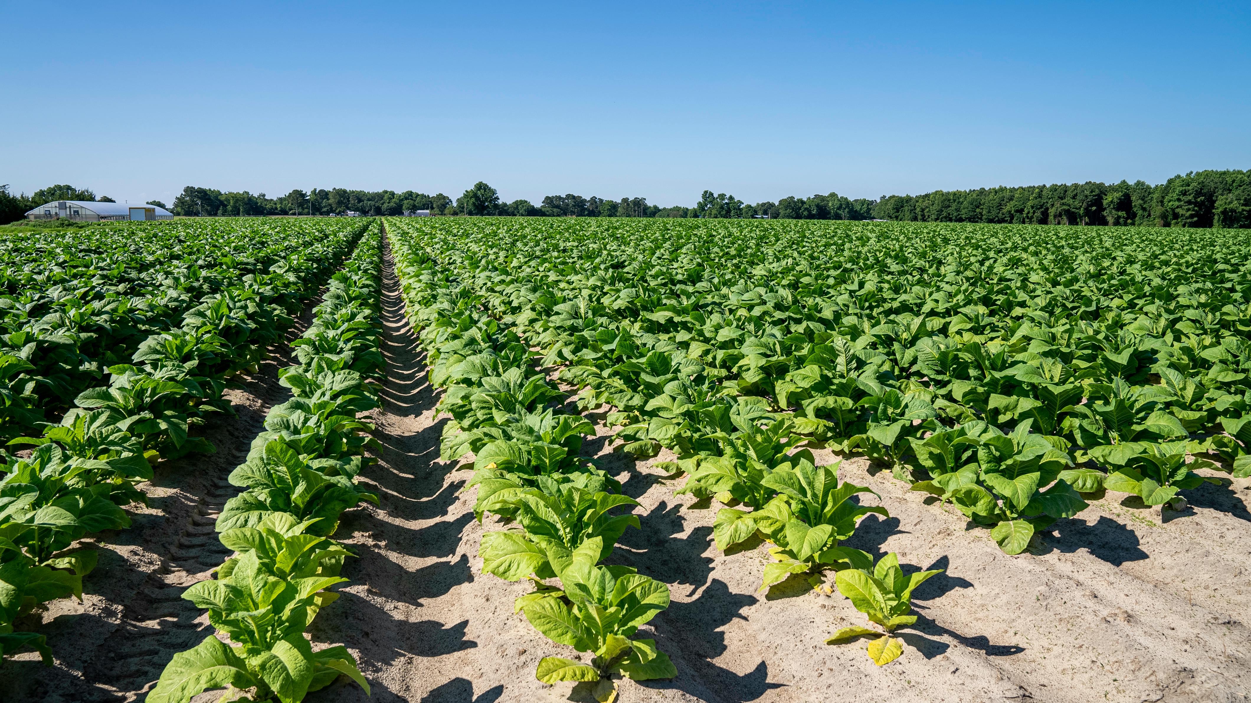 Tobacco Field