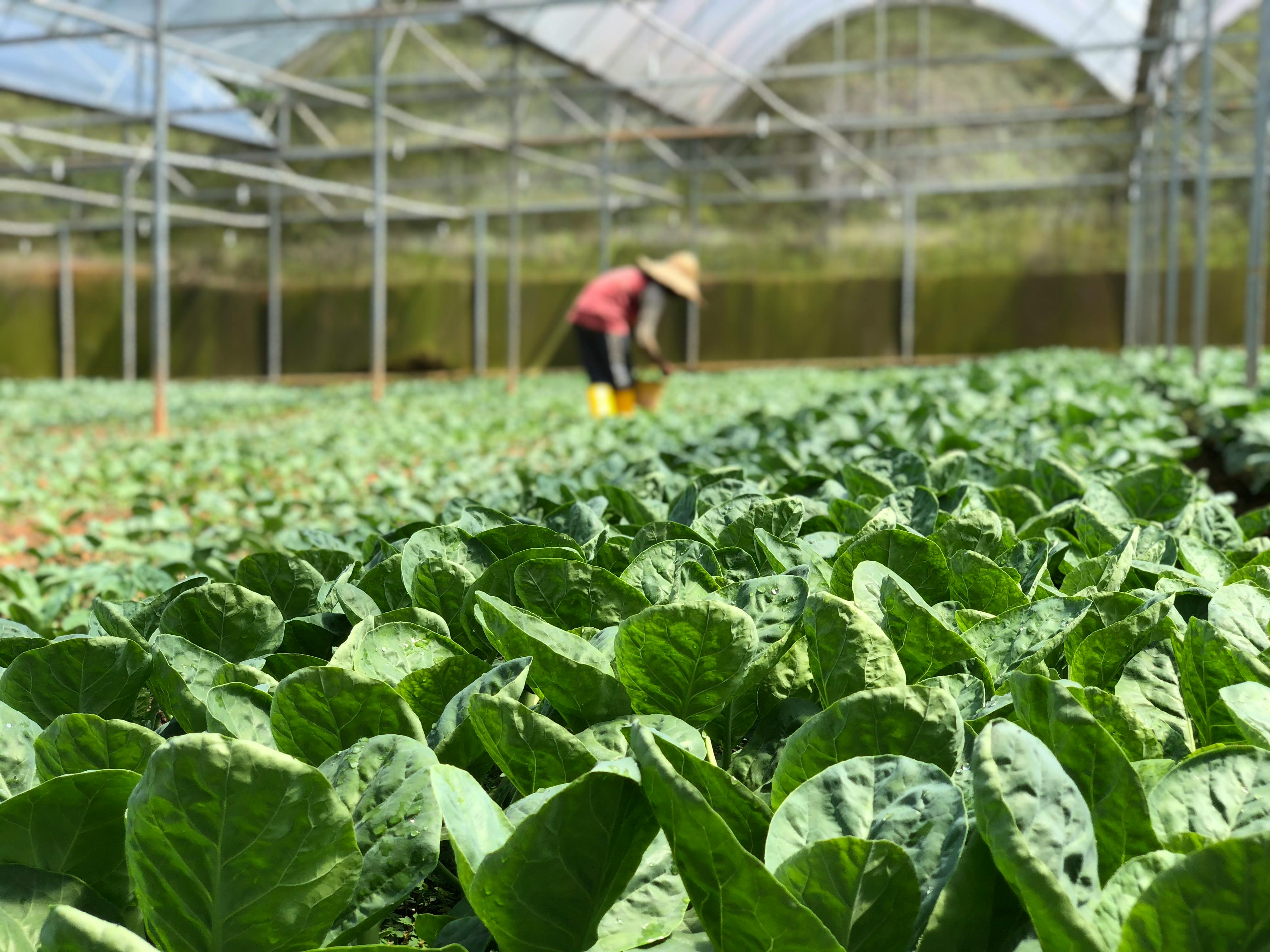 Green House