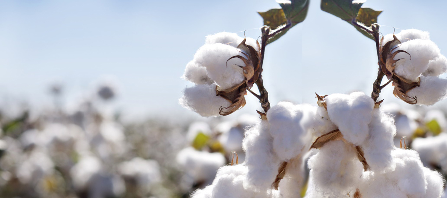 cotton