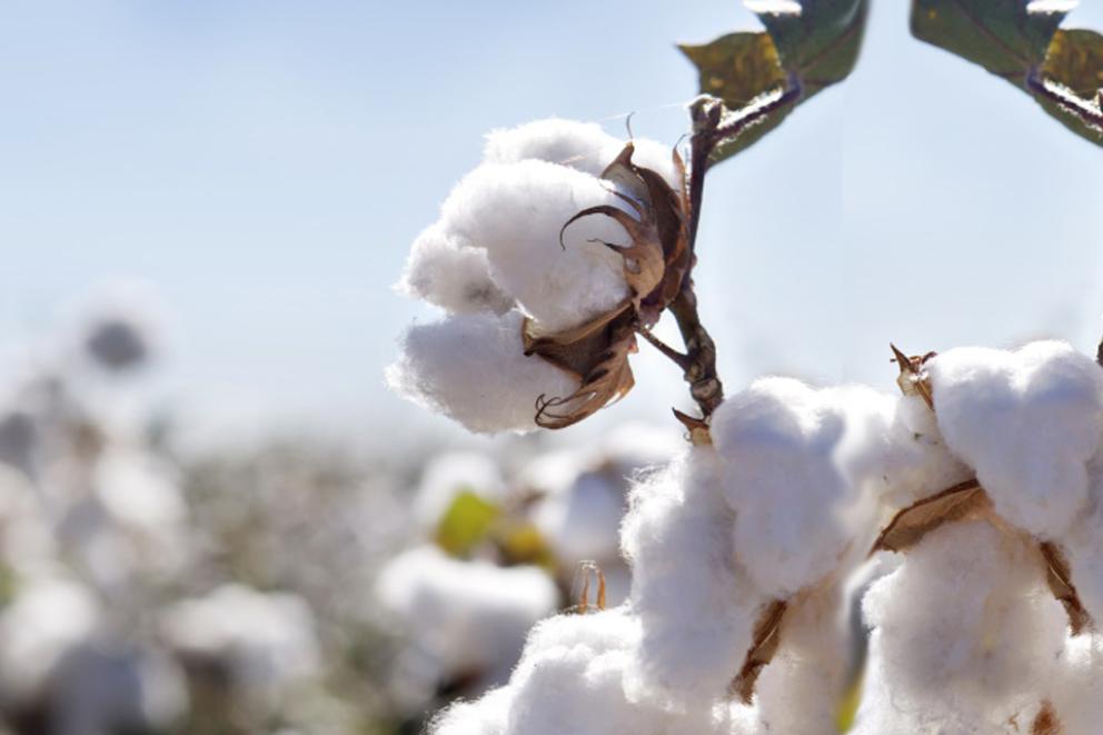 cotton