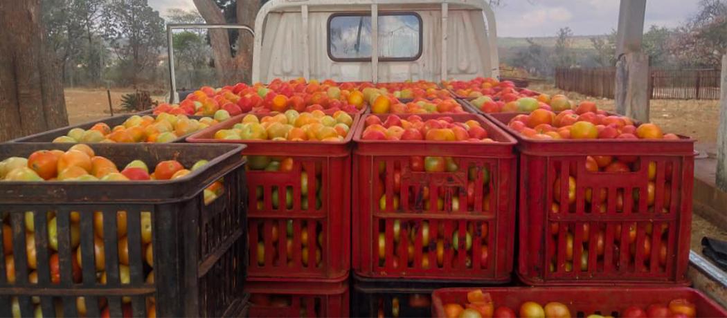 Tomatoes