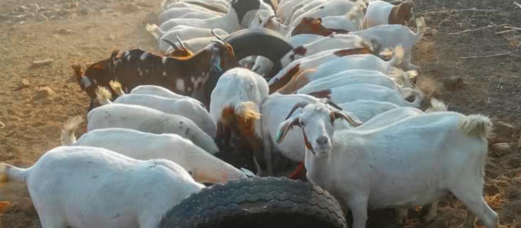 Terence Goats