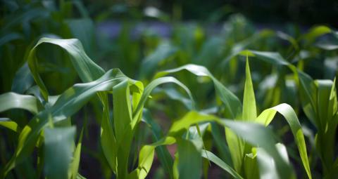 maize