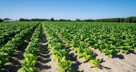 Tobacco Field